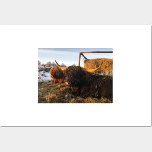 Scottish Highland Cattle Cow and Bull 2223 Posters and Art